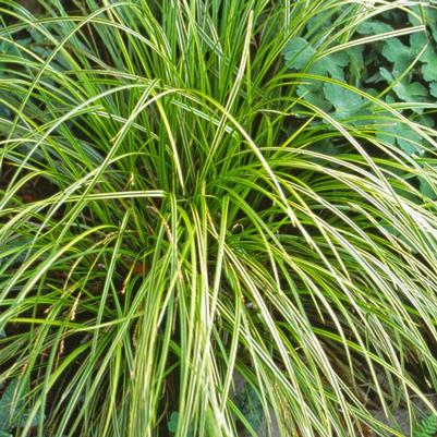 Carex dolichostachya Kaga-nishiki