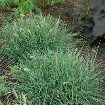 Carex glauca Blue Zinger