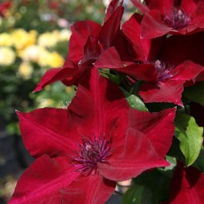 Clematis Boulevard® Evipo079