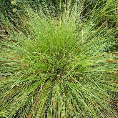 Carex stipata 