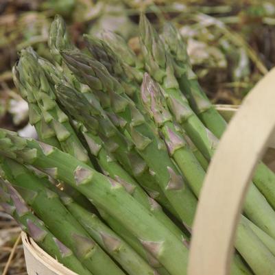 Asparagus officinalis Guelph Millennium