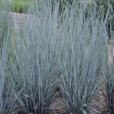 Schizachyrium scoparium Prairie Blues