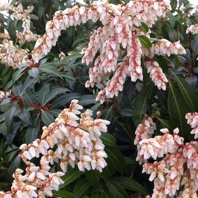 Pieris japonica Scarlet O'Hara