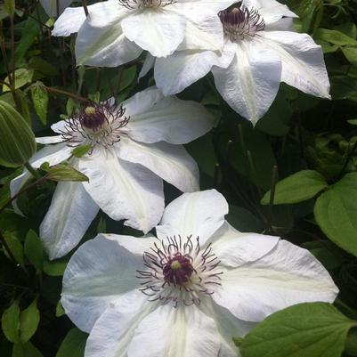 Clematis Miss Bateman