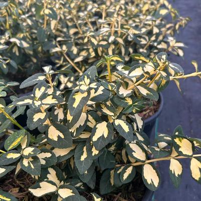 Euonymus fortunei Mickaela