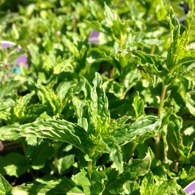 Mentha spicata 