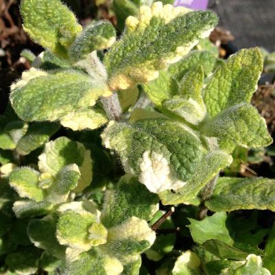 Mentha suaveolens Variegata