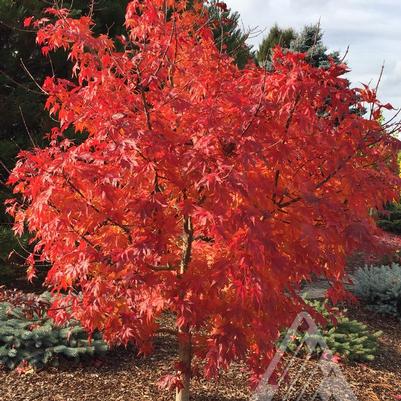 Acer x pseudosieboldianum IsIFinFi