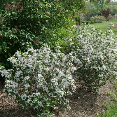 Aronia melanocarpa SMNAMPEM