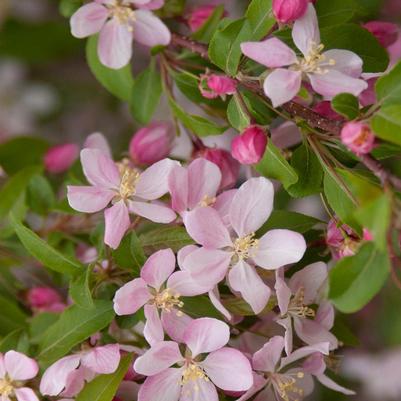 Malus Louisa