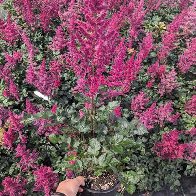 Astilbe chinensis Vision Volcano