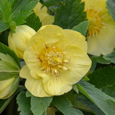 Helleborus x HONEYMOON® California Dreaming