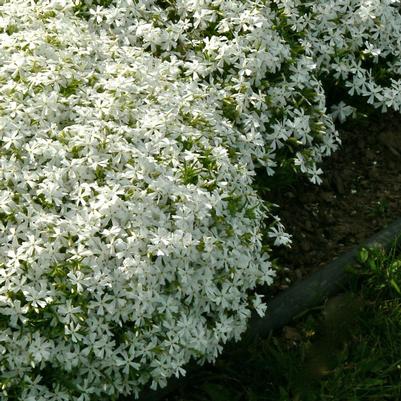 Phlox subulata White Delight