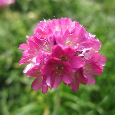 Armeria maritima Splendens