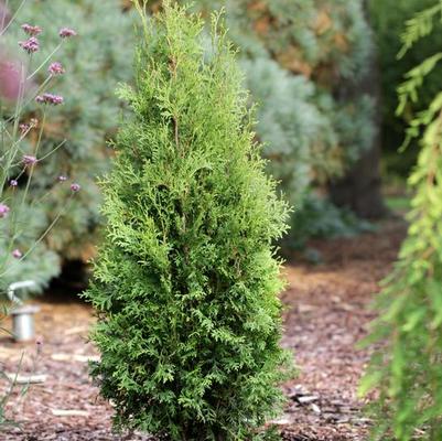 Thuja occidentalis King of Brabant