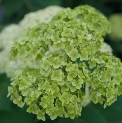 Hydrangea arborescens SMNHRL
