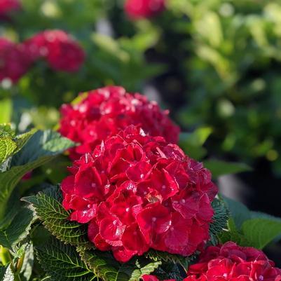 Hydrangea macrophylla Hokomaburlac