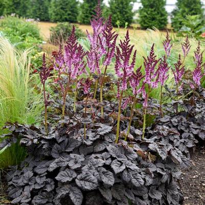 Astilbe x Dark Side of the Moon