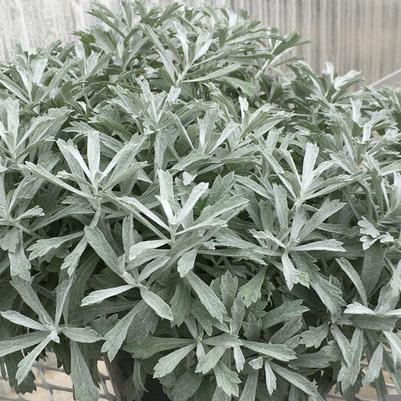 Artemisia ludoviciana GardenGhost™