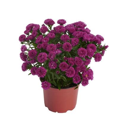 Aster novi-belgii Showmakers® Showmakers® Magenta