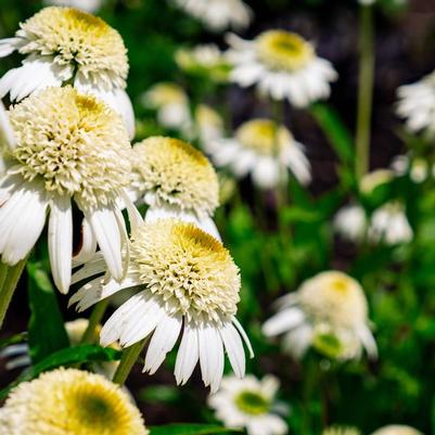 Echinacea purpurea Holtvadri831