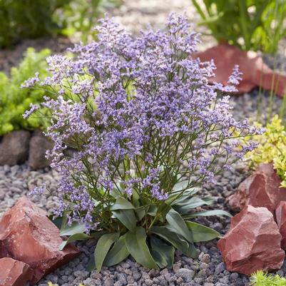 Limonium gmelinii STE 10