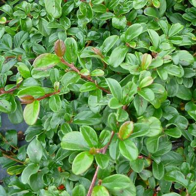 Cotoneaster dammeri 