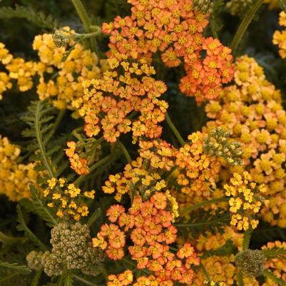 Achillea millefolium MillyRock® Milly Rock® Yellow Terracotta