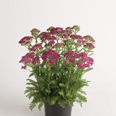 Achillea millefolium MillyRock® Milly Rock® Rose