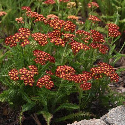 Achillea millefolium MillyRock® Milly Rock® Red