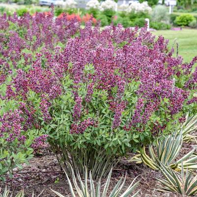 Baptisia x Burgundy Blast