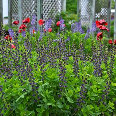 Baptisia x Indigo Spires