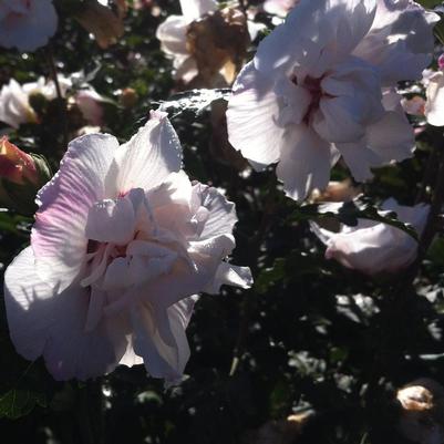 Hibiscus syriacus Morning Star