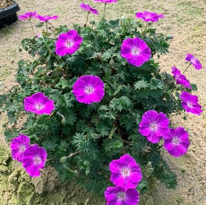Geranium sanguineum Frivolius&trade; Purple
