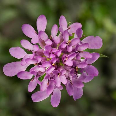 Iberis x Mermaid Lavender