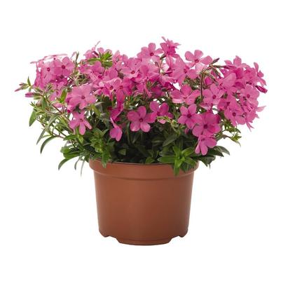 Phlox x hybrida Woodlander Pink