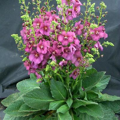 Verbascum x Sugar Plum
