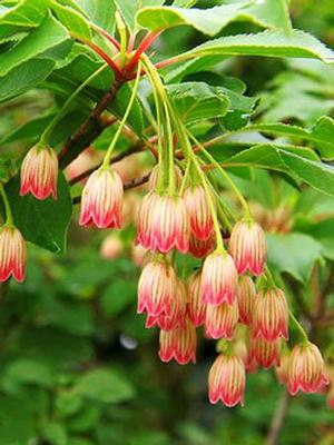 Enkianthus campanulatus Red Bells