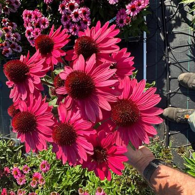 Echinacea purpurea Meditation Red&reg;