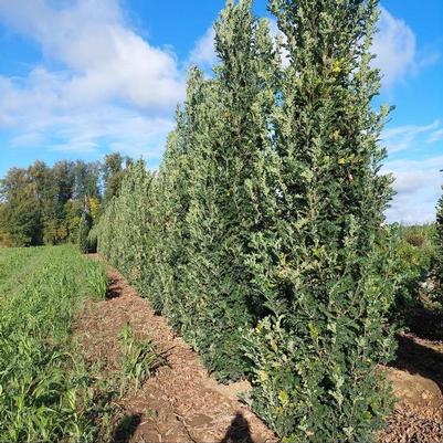 Quercus x Scarlet Letter