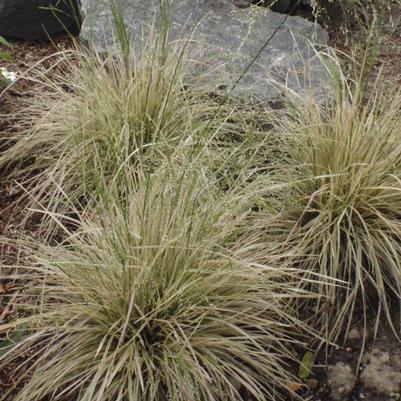 Deschampsia cespitosa Northern Lights