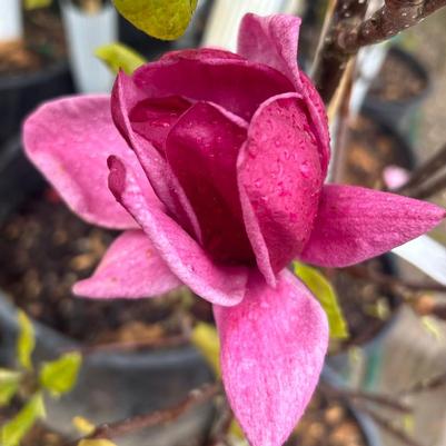 Magnolia x Genie