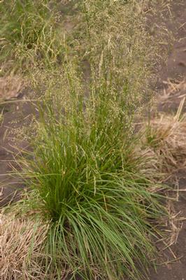 Deschampsia cespitosa 