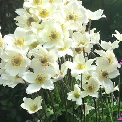 Anemone lesseri Spring Beauty&reg; Spring Beauty&reg; White