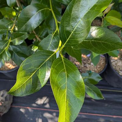 Nyssa sylvatica M.O.N.2