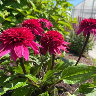 Echinacea x Double Scoop&trade; Watermelon Deluxe