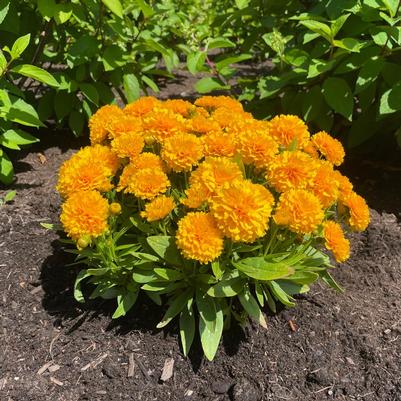 Coreopsis x Solanna&trade; Golden Sphere