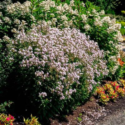 Phlox paniculata Confetti Cake&trade;
