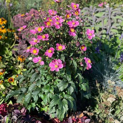 Anemone x hybrida Dawn Breaker