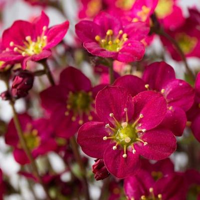 Saxifraga x arendsii Marto&trade; Hot Rose